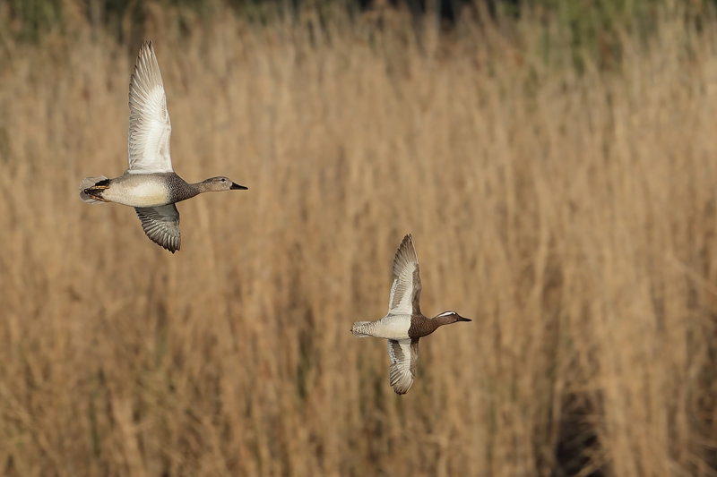 Gadwall (Anas strepera) & Garganey (Anas querquedula) 