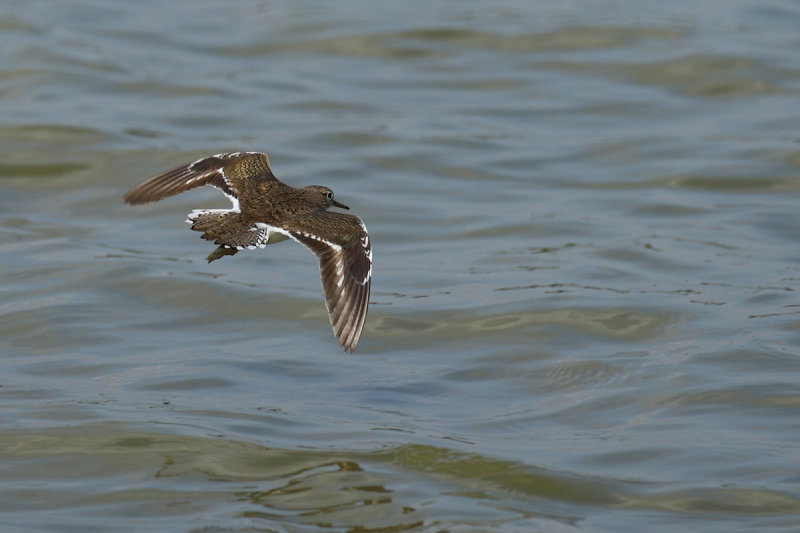 Common Sandpiper (Actitis hypoleucos)