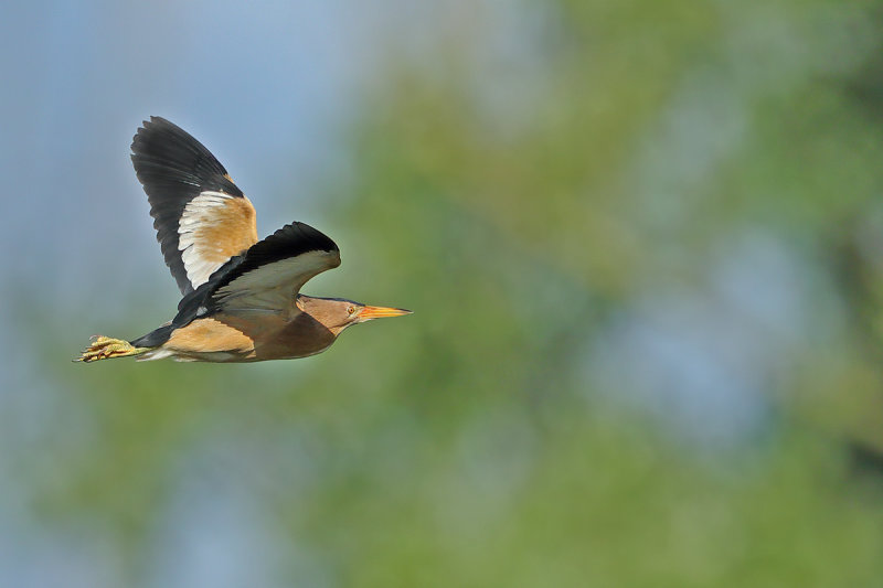 Little Bittern (Ixobrychus minutus) 
