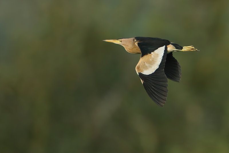 Little Bittern (Ixobrychus minutus) 
