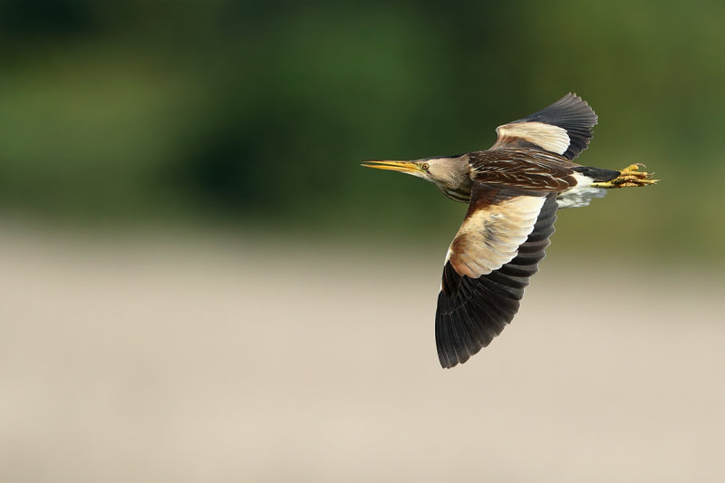Little Bittern (Ixobrychus minutus) 