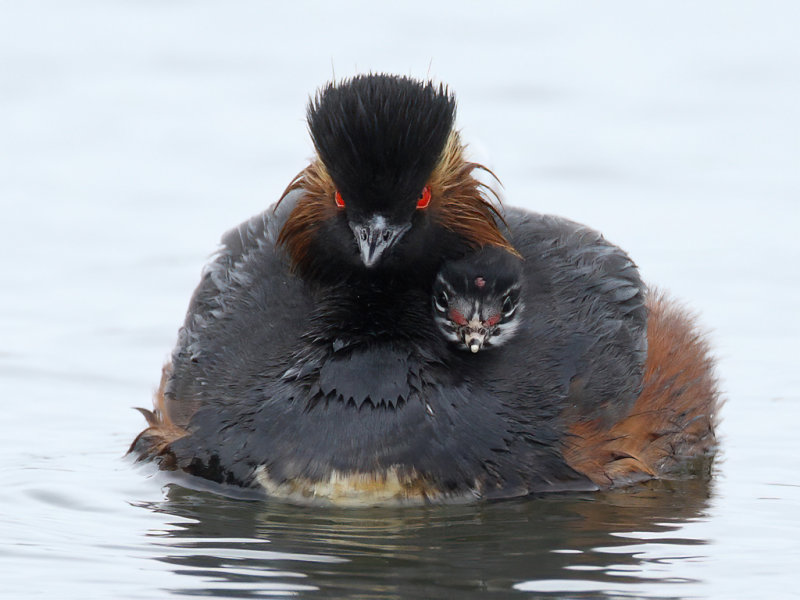 Gallery Black-necked Grebe