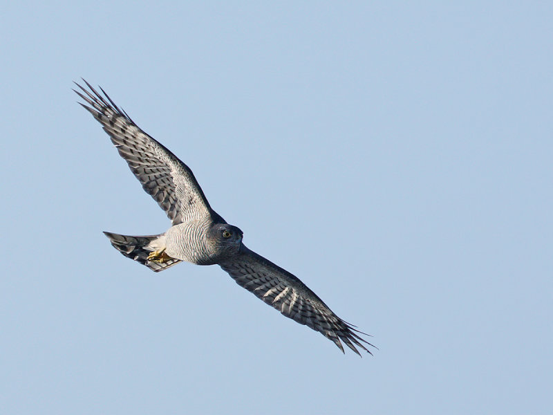 Eurasian (or Northern) Sparrowhawk (Accipiter nisus)