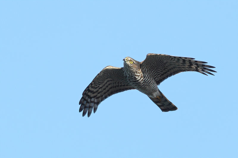 Eurasian (or Northern) Sparrowhawk (Accipiter nisus)