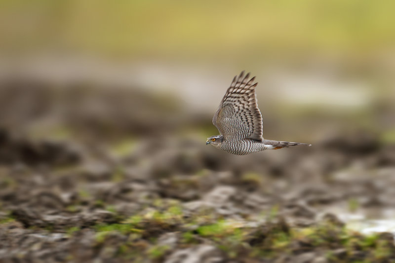 Eurasian (or Northern) Sparrowhawk (Accipiter nisus)