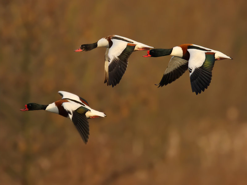 Common Shelduck (Tadorna tadorna)