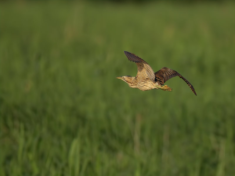 Great Bittern (Botaurus stellaris)