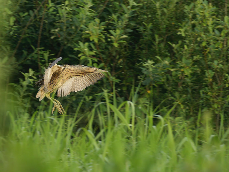 Great Bittern (Botaurus stellaris)