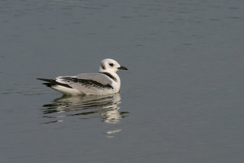 Black-legged Kittiwake (Rissa tridactyla)