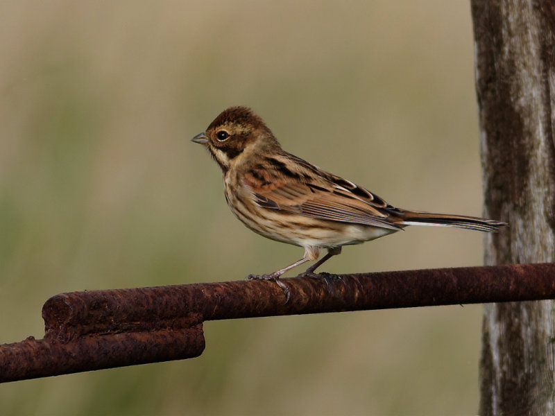 Common Reed Bunting (Emberiza schoeniclus)