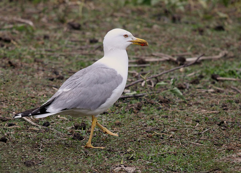 Yellow-legged Gull - (Larus michahellis ssp. michahellis)