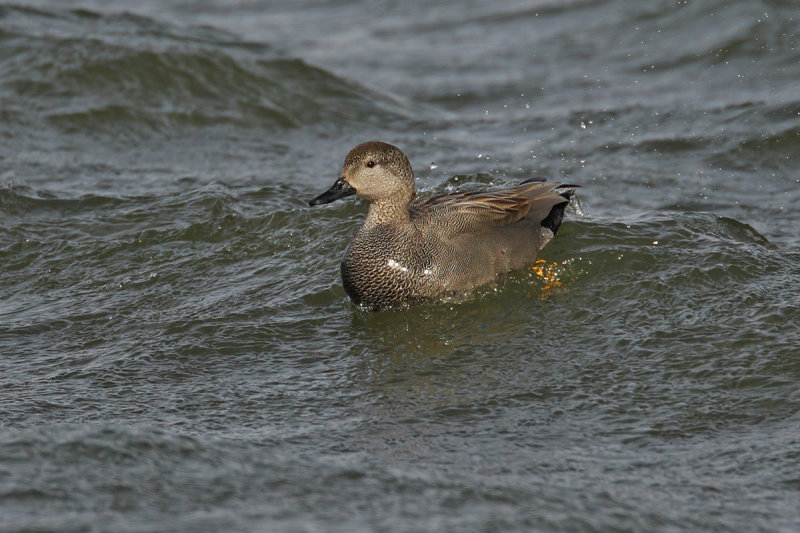 Gadwall (Anas strepera)