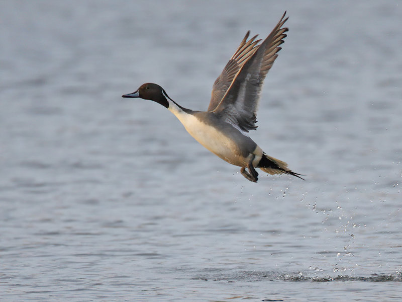 Northern Pintail (Anas acuta)