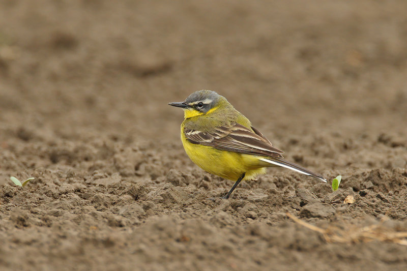 Yellow Wagtail (Motacilla - flava)