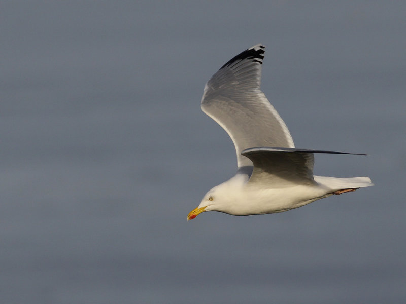 Herring Gull (Larus argentatus ssp. argenteus)