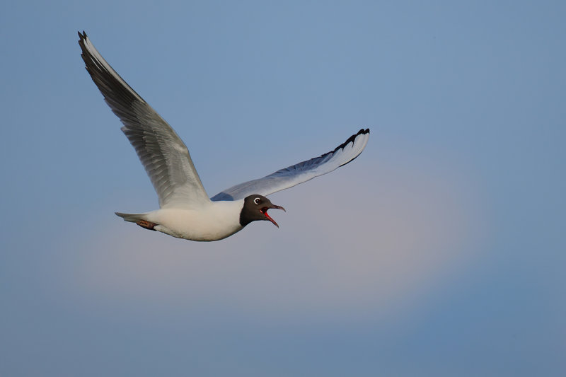 Black-headed Gull (Chroicocephalus ridibundus)