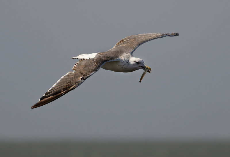 Lesser Black-backed Gull (Larus fuscus)  graellsii ?