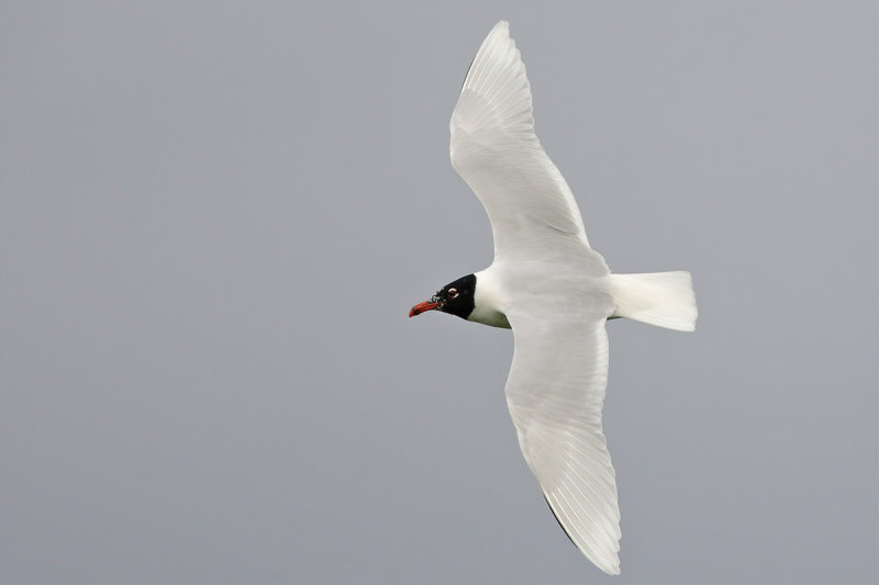 Mediterranean Gull (Ichthyaetus melanocephalus)