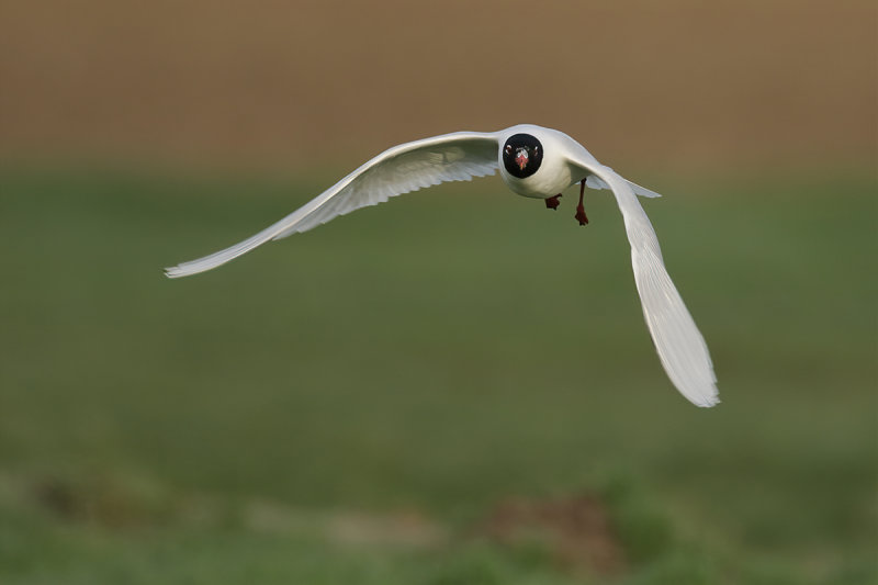Mediterranean Gull (Ichthyaetus melanocephalus)