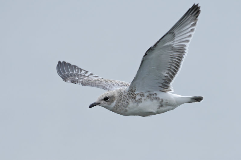 Mediterranean Gull  (Ichthyaetus melanocephalus)