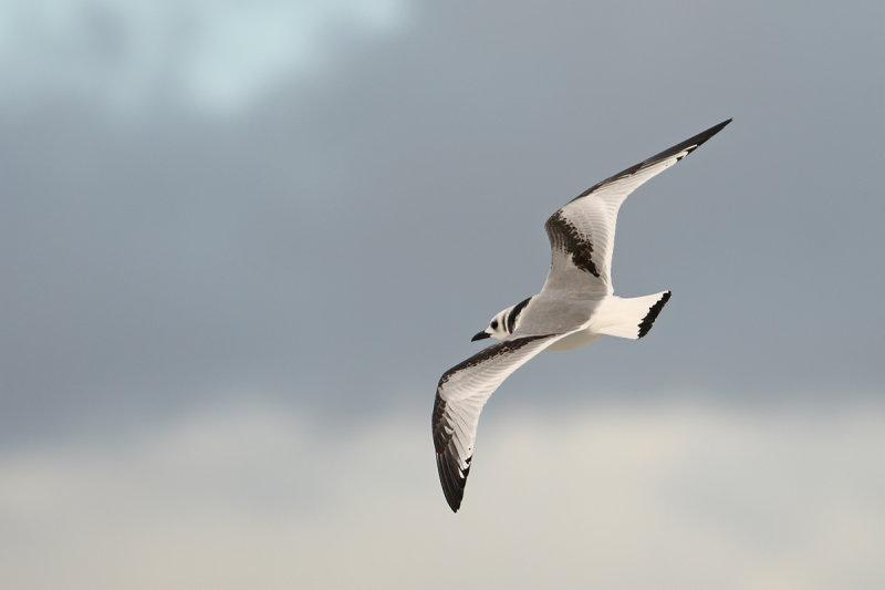 Black-legged Kittiwake (Rissa tridactyla)
