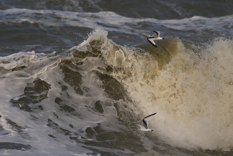 Black-legged Kittiwake (Rissa tridactyla)