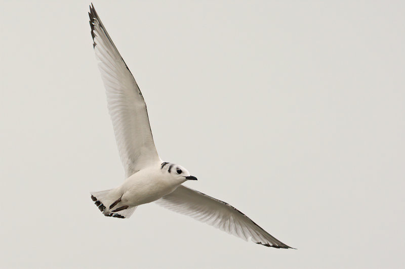 Black-legged Kittiwake (Rissa tridactyla)