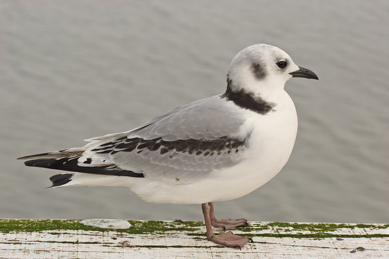 Black-legged Kittiwake (Rissa tridactyla)