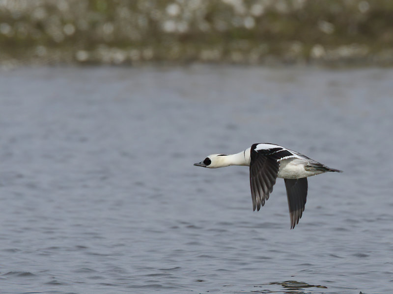 Smew (Mergellus albellus)