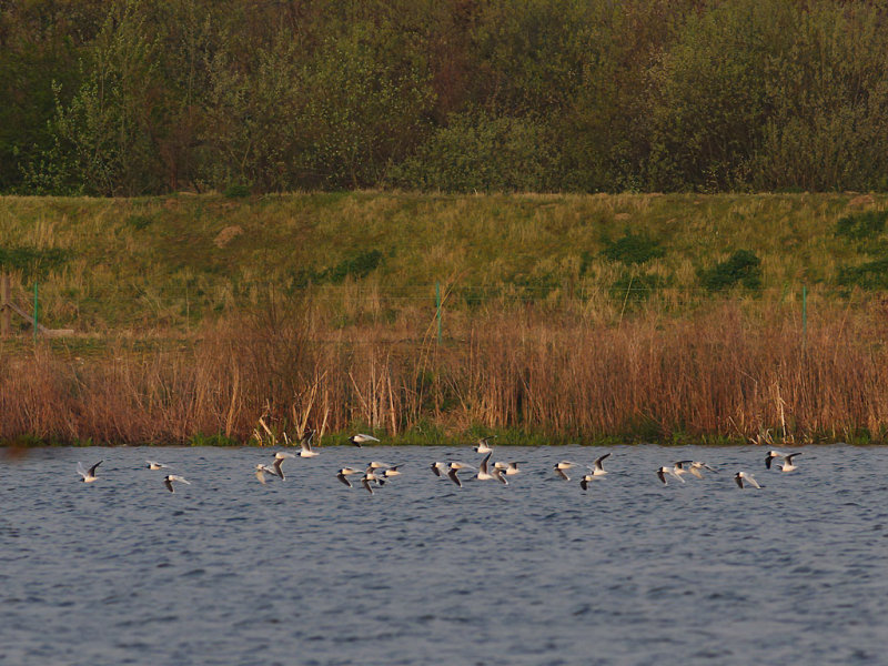 Little Gull (Hydrocoloeus minutus)