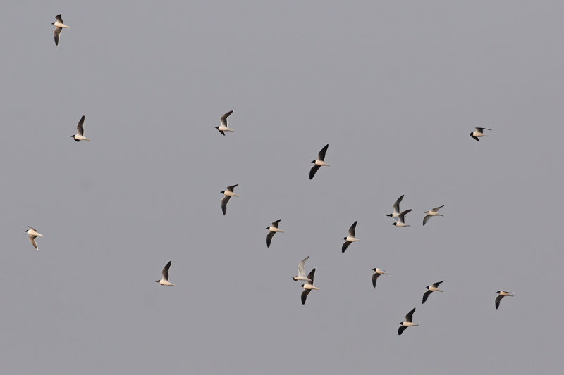 Little Gull (Hydrocoloeus minutus)