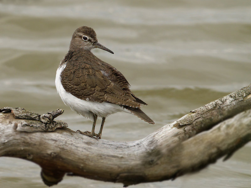 Common Sandpiper (Actitis hypoleucos) 