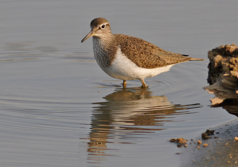 Common Sandpiper (Actitis hypoleucos) 