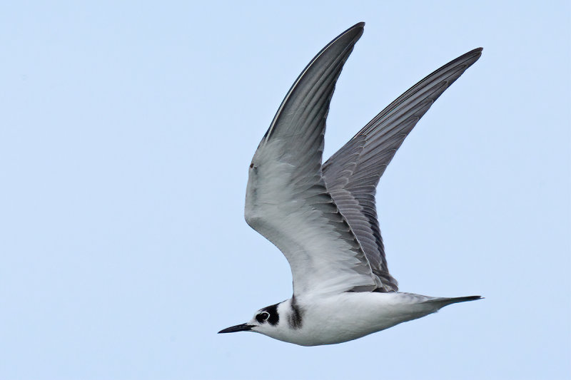 Black Tern (Chlidonias niger)
