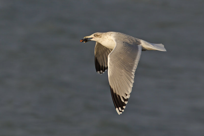 Herring Gull (Larus argentatus ssp. argenteus)