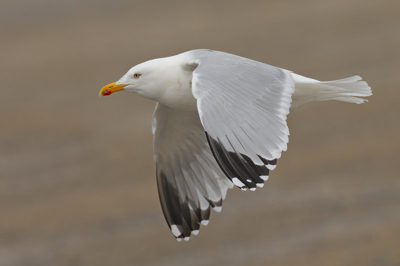 Herring Gull (Larus argentatus ssp. argenteus)