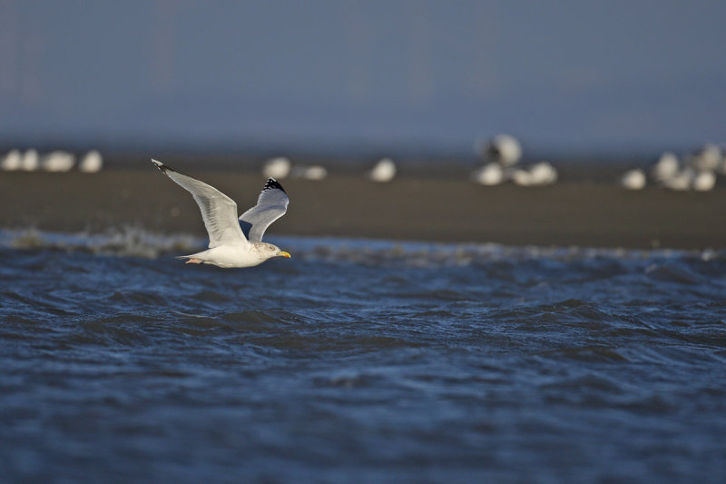 Herring Gull (Larus argentatus ssp. argenteus)