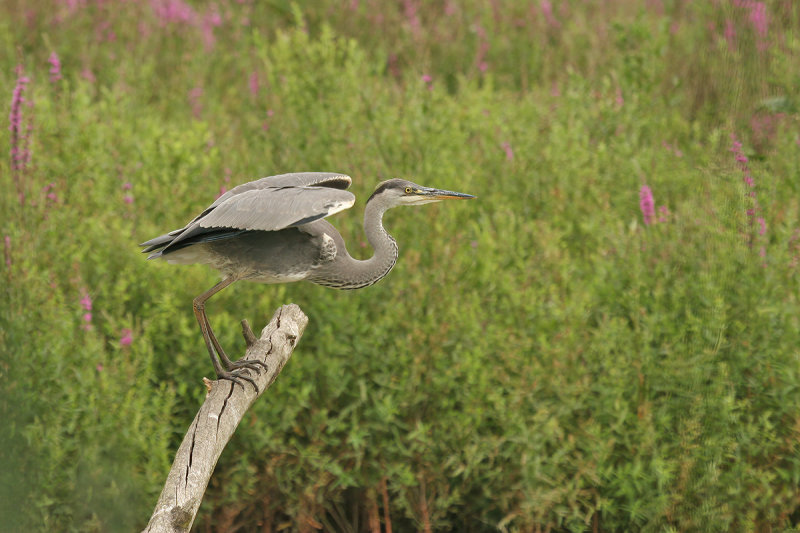 Grey Heron (Ardea cinerea)