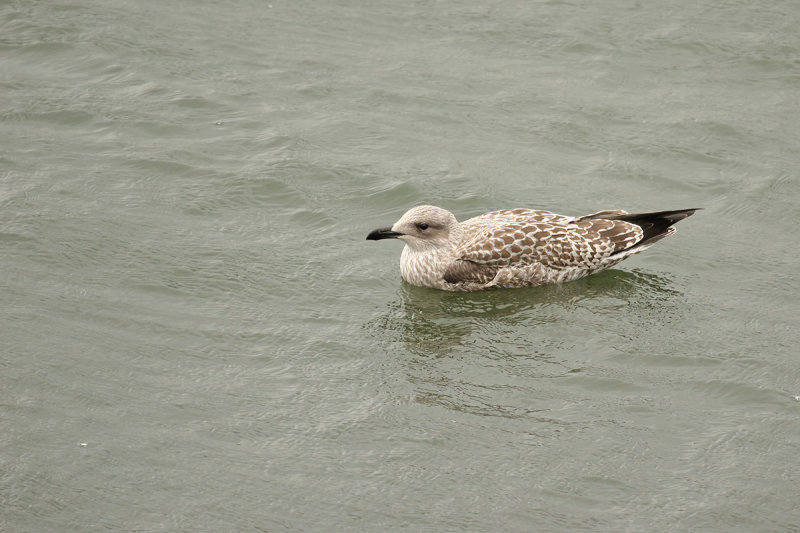 Herring Gull (Larus argentatus ssp. argenteus)