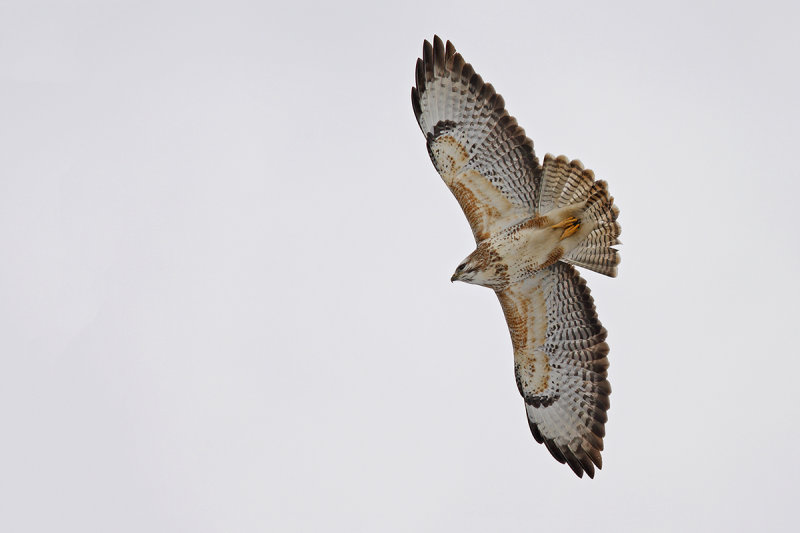 Common Buzzard (Buteo buteo) 