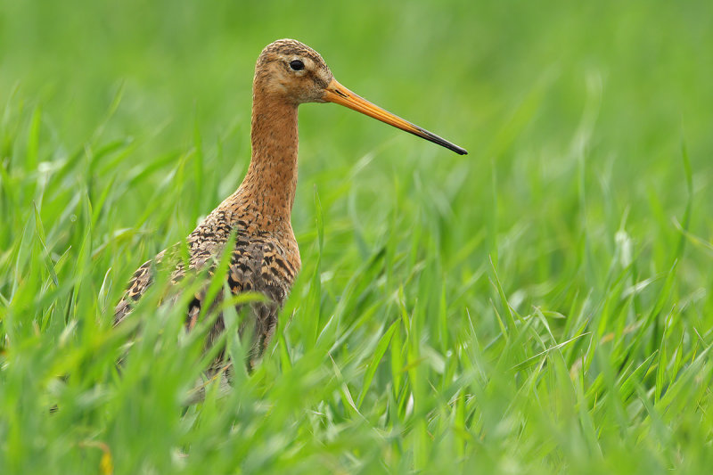 Black-tailed Godwit (Limosa limosa)