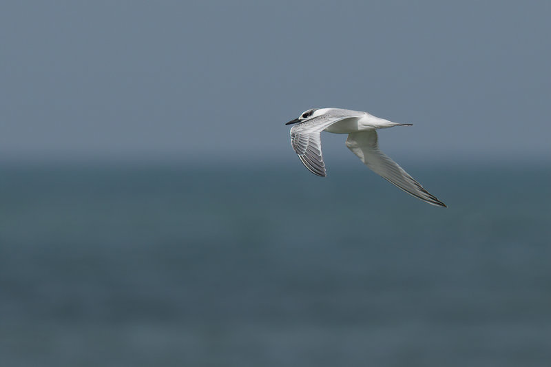 Sandwich Tern (Thalasseus sandvicensis)