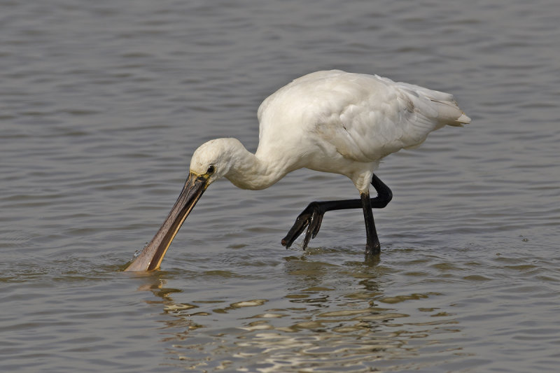 Eurasian Spoonbill (Platalea leucorodia)