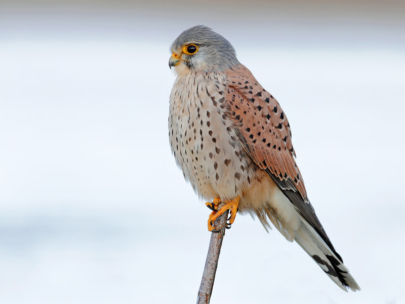 Common Kestrel (Falco tinnunculus) 