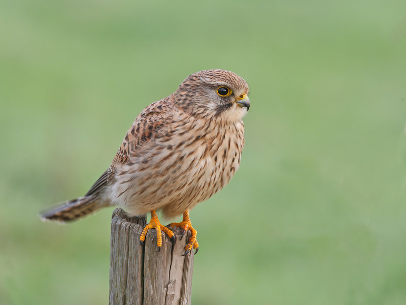 Common Kestrel (Falco tinnunculus) 