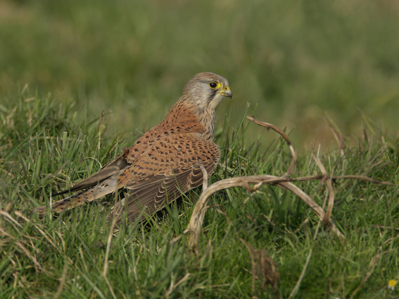 Common Kestrel (Falco tinnunculus) 