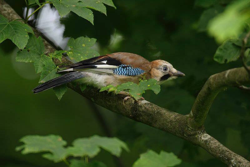 Eurasian Jay (Garrulus glandarius)