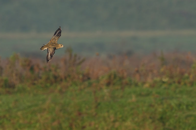 Eurasian Golden Plover (Pluvialis apricaria)