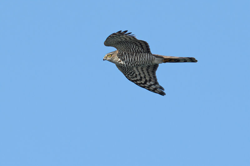 Eurasian (or Northern) Sparrowhawk (Accipiter nisus)