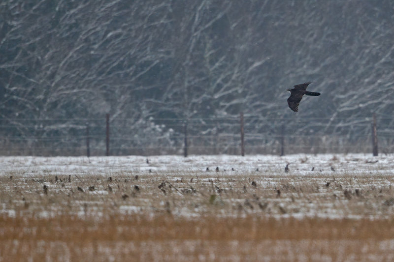 Northern Goshawk (Accipiter gentilis)